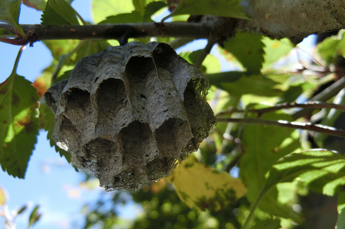 木に作られた蜂の巣